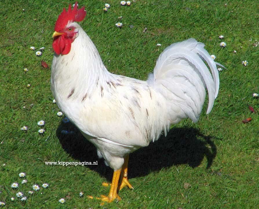 jonge witte haan, Dieren en Toebehoren