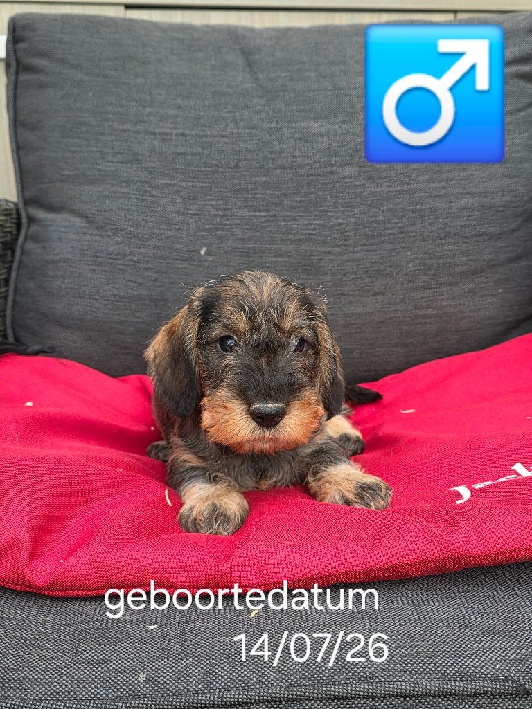 ruwhaar teckel pups, Dieren en Toebehoren, België, 15 weken tot 1 jaar, Dwerg, CDV (hondenziekte)