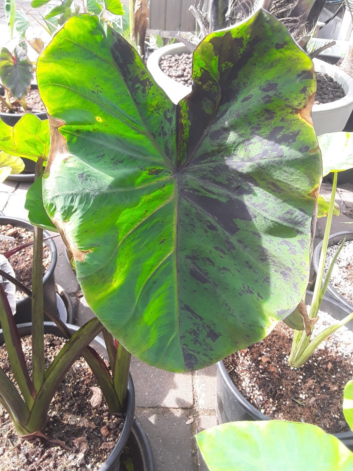 Colocasia Anubis, Tuin en Terras, Ophalen of Verzenden