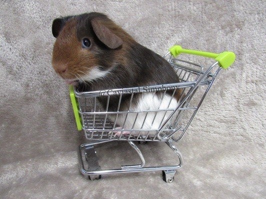 Leuk baby beertje, Dieren en Toebehoren, Knaagdieren, Juni, Mannelijk, Cavia