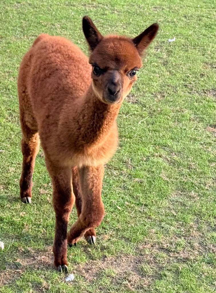 Alpaca hengst te koop, Août, Mâle