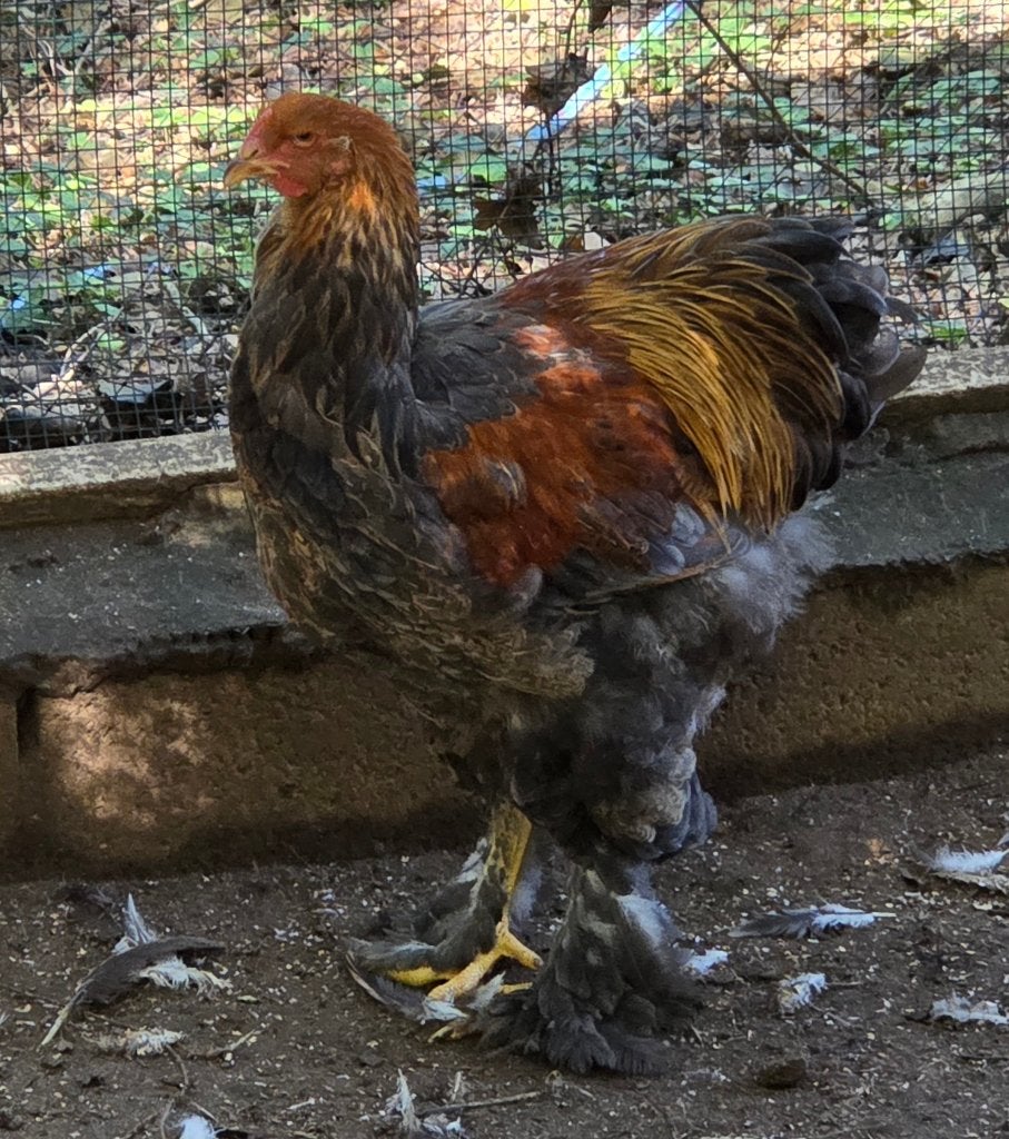 Brahma blauwpatrijs haantjes, Mâle, Poule ou poulet