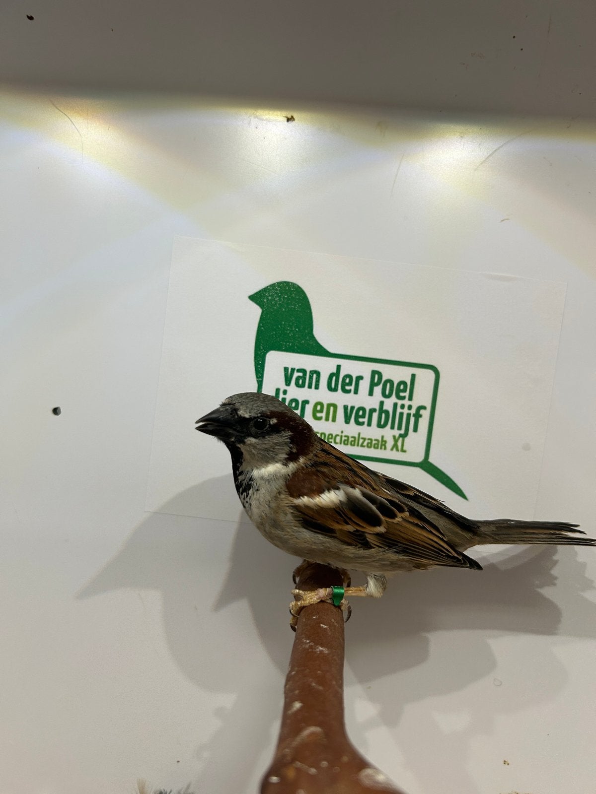 Huismussen ( in nl ), Animaux & Accessoires, Oiseaux | Oiseaux Autre