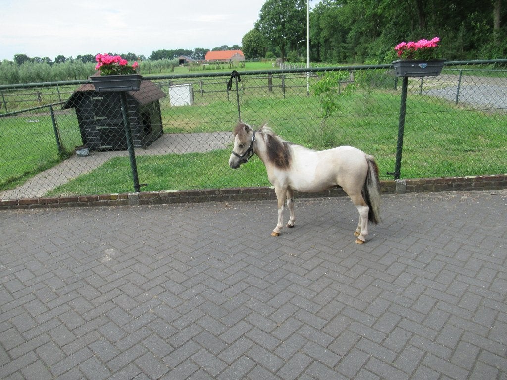 een prachtig miniatuur paardje, Dieren en Toebehoren, Pony's, Hengst, 0 tot 2 jaar, Gechipt, Ontwormd