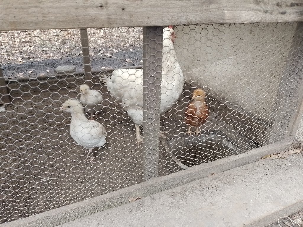 Kip met 3 kuikens, Kip