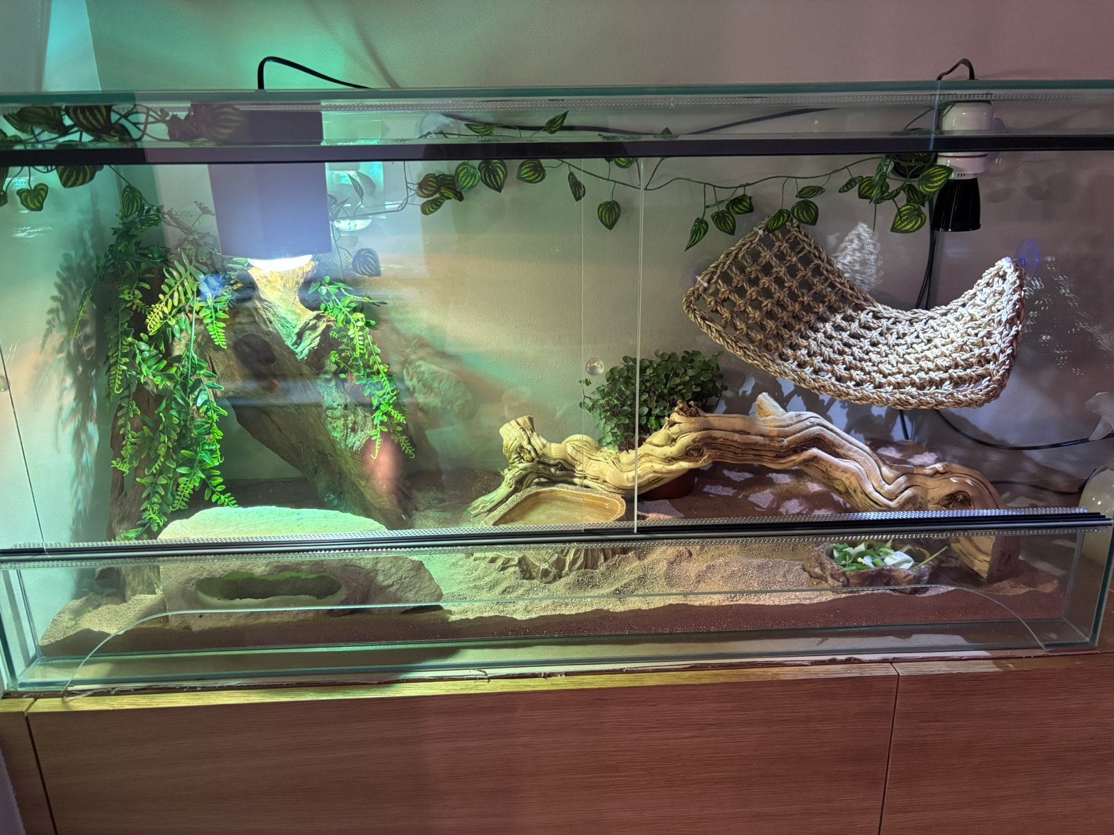 Terrarium, Dieren en Toebehoren, Reptielen en Amfibieën | Toebehoren, Zo goed als nieuw, Ophalen