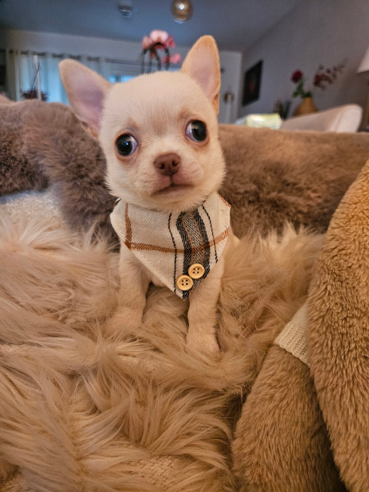 chihuahua reutje, Belgique, 8 à 15 semaines, Plusieurs, Éleveur | Loisir