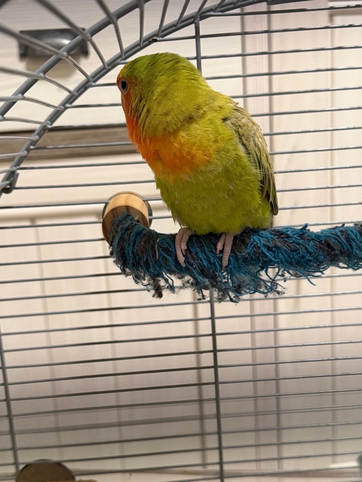 Agapornis, Geslacht onbekend, Dwergpapegaai of Agapornis, Geringd