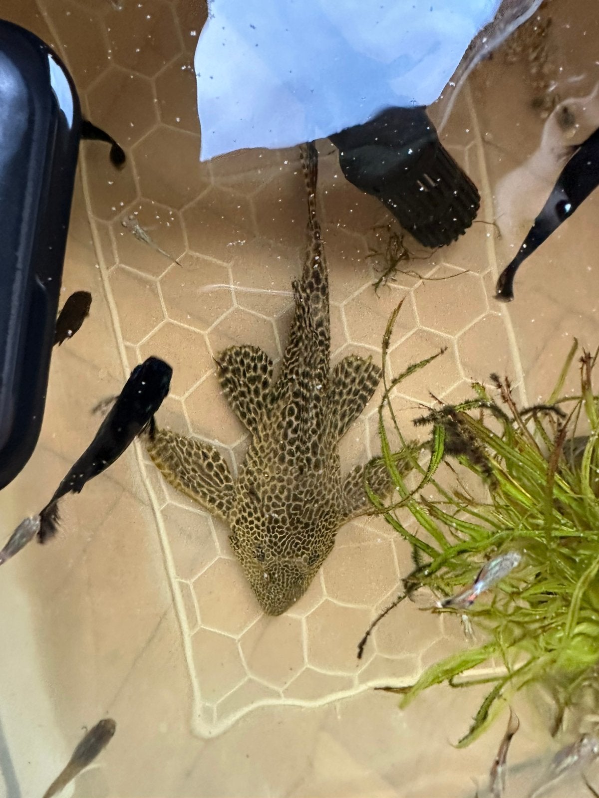 Algeneter 30 cm, Dieren en Toebehoren, Vissen | Aquariumvissen, Vis, Zoetwatervis