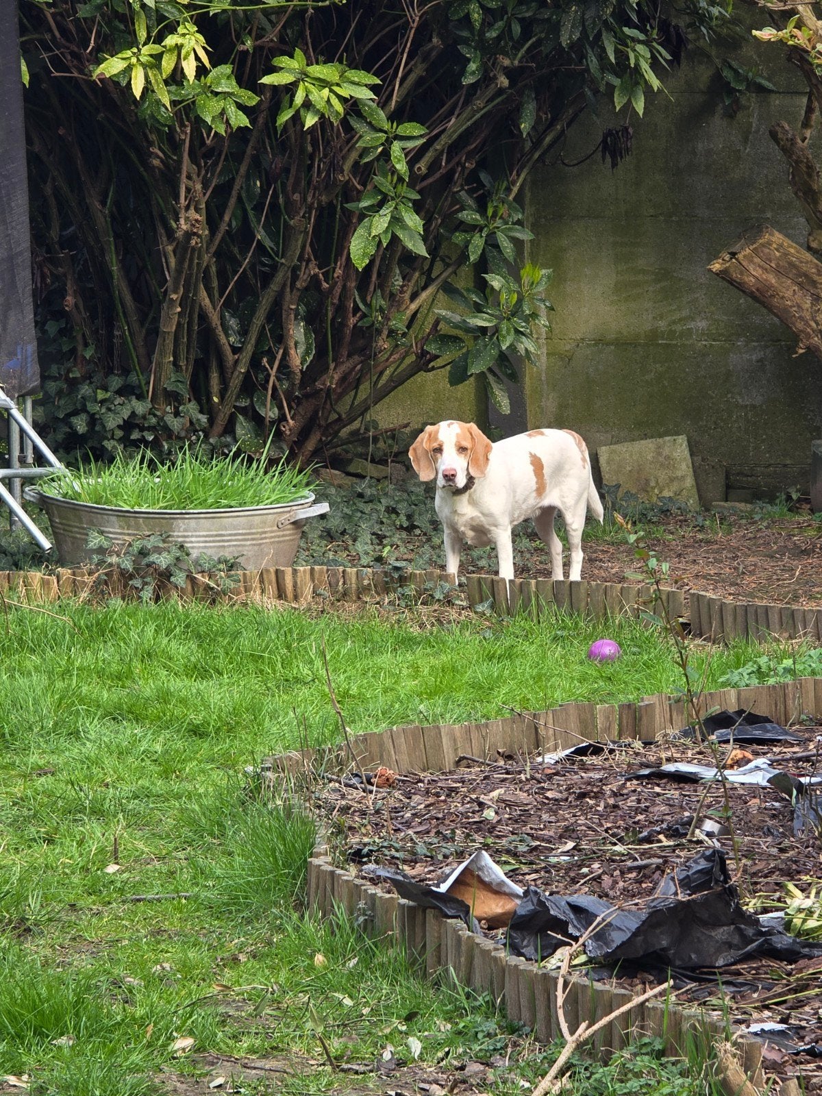 Garde de chiens en famille à Bxl Berchem-Sainte-Agathe, Animaux & Accessoires, Moutons, Chèvres & Cochons