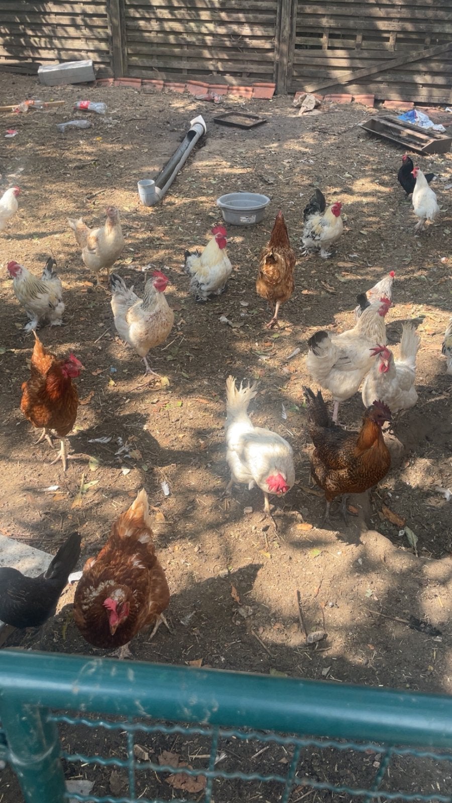 LegKippen te koop, Dieren en Toebehoren, Pluimvee
