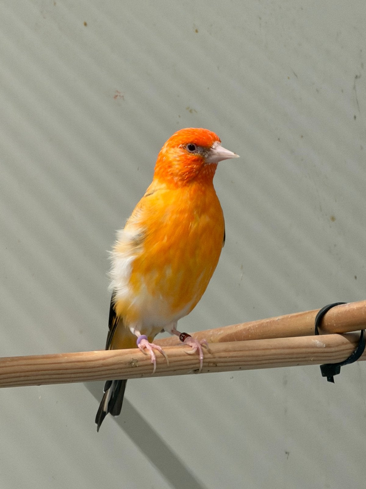 Gewl Eumo Geelschimmel pop, Dieren en Toebehoren, Vrouwelijk, Wildzangvogel, Geringd