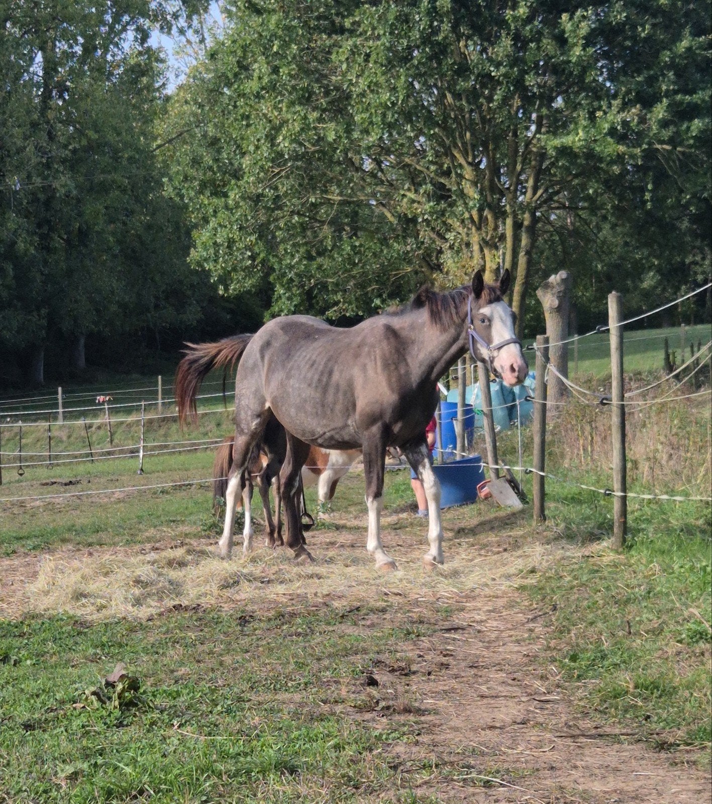 Merrie Overo X Qaurter 2,5jaar super lief, Avec puce électronique, Poney de récréation, Poney D (1.37 m à 1.48m), 0 à 2 ans