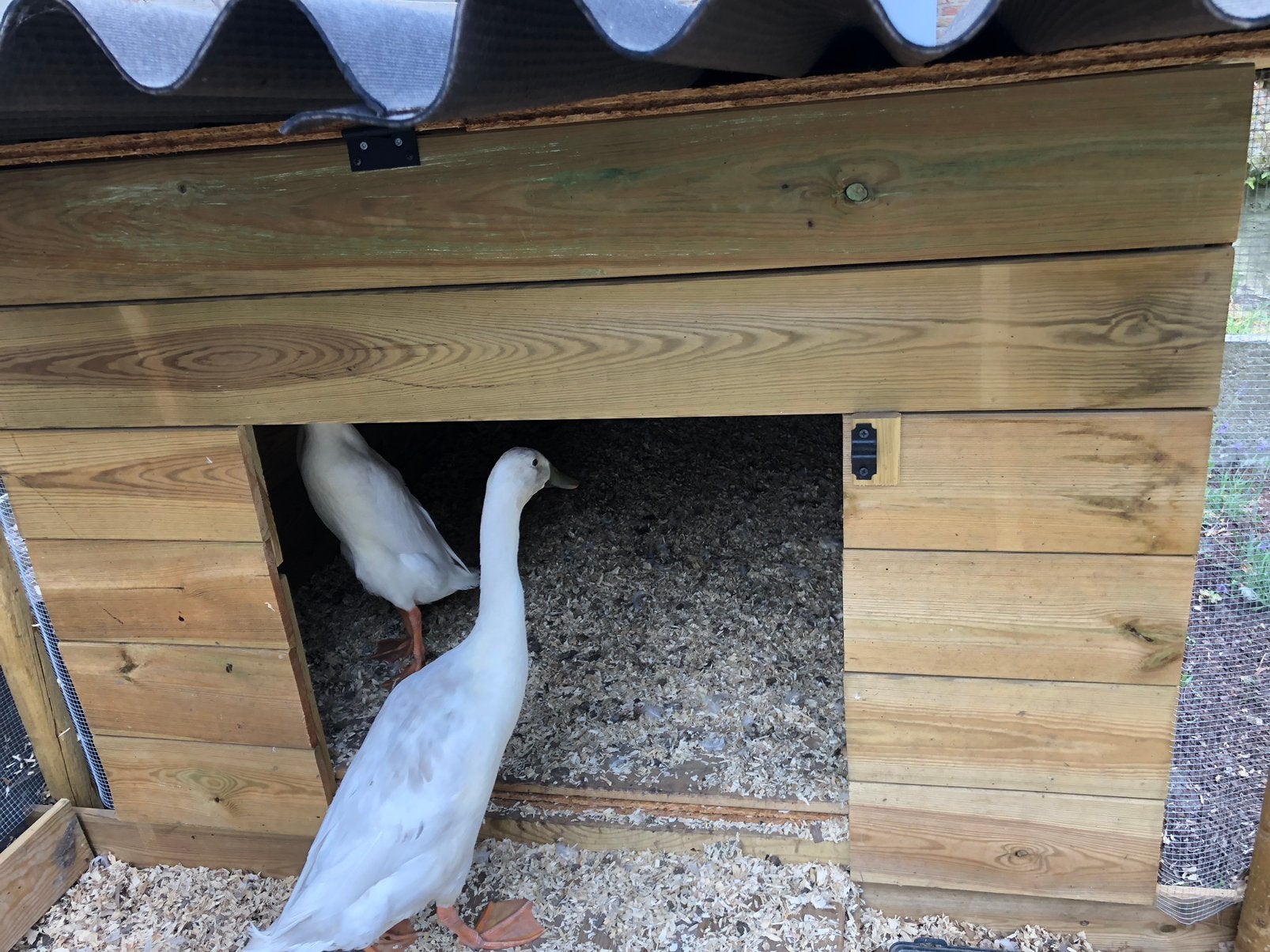 Hok voor loopeenden,…, Plusieurs animaux, Canard