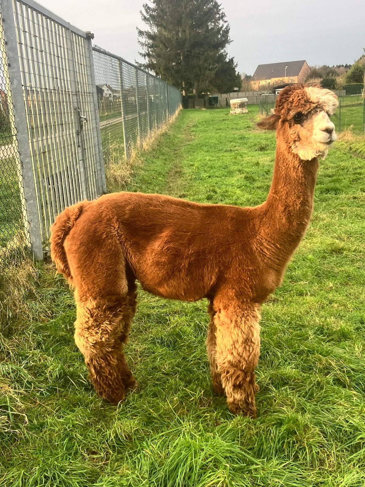 alpaca dekkingen dekhengsten, Juni, Mannelijk