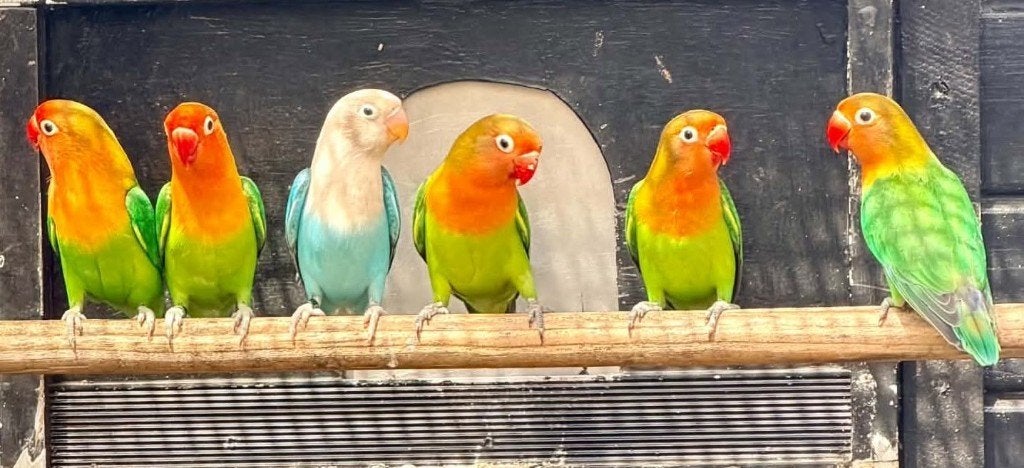 agapornis fischeri dwergpapegaai, Geslacht onbekend, Dwergpapegaai of Agapornis