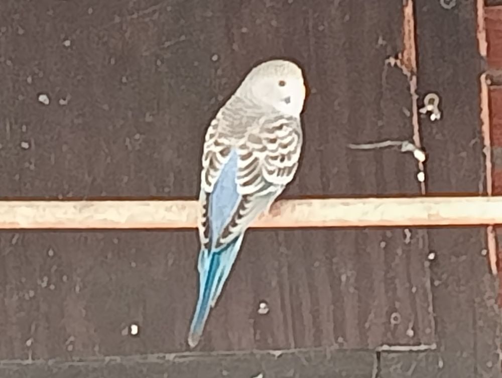 jonge parkiet, Parkiet