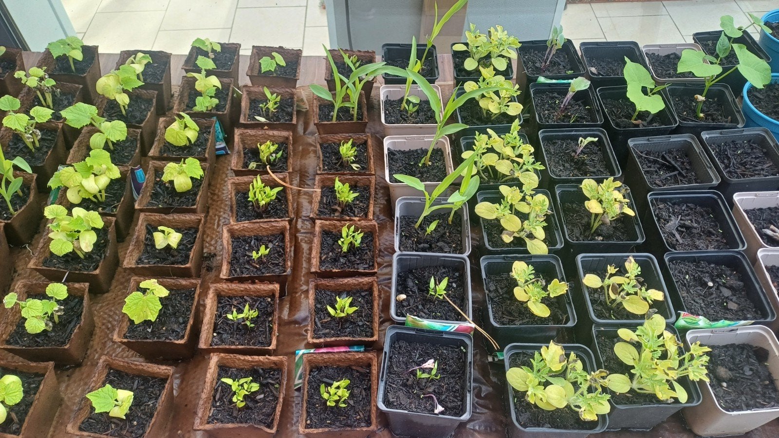 diverse planten, Tuin en Terras, Ophalen of Verzenden