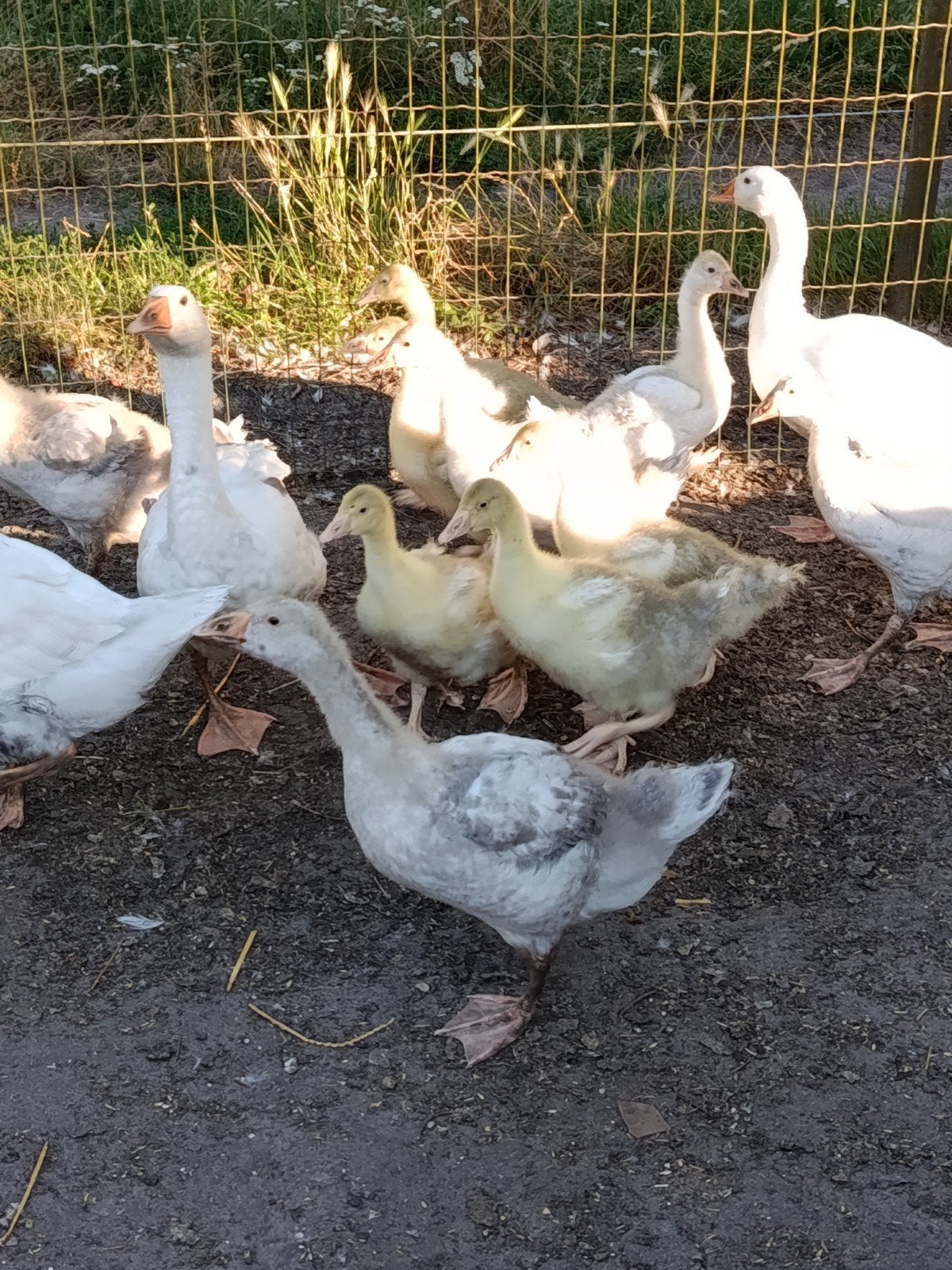 Jonge ganzen, Dieren en Toebehoren, Geslacht onbekend, Gans of Zwaan