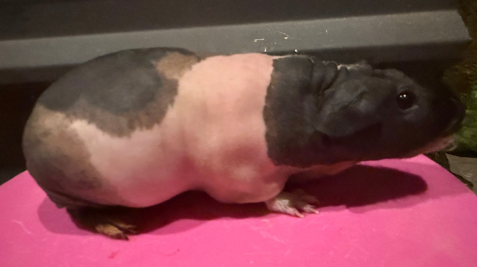 Skinny cavia zeugje, Février, Femelle, Cobaye