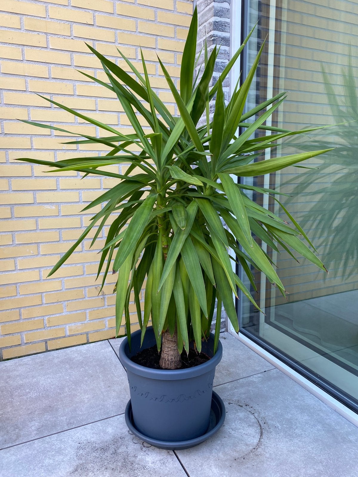 Yucca elephantipes (palmlelie) middelgroot, Ophalen, Winter