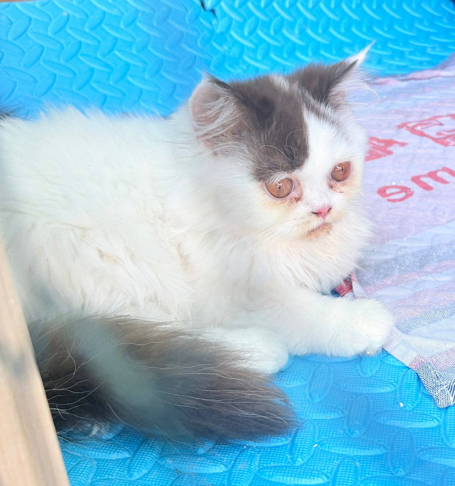 Brits langhaar katertje, Dieren en Toebehoren, Kater, Met stamboom, 0 tot 2 jaar