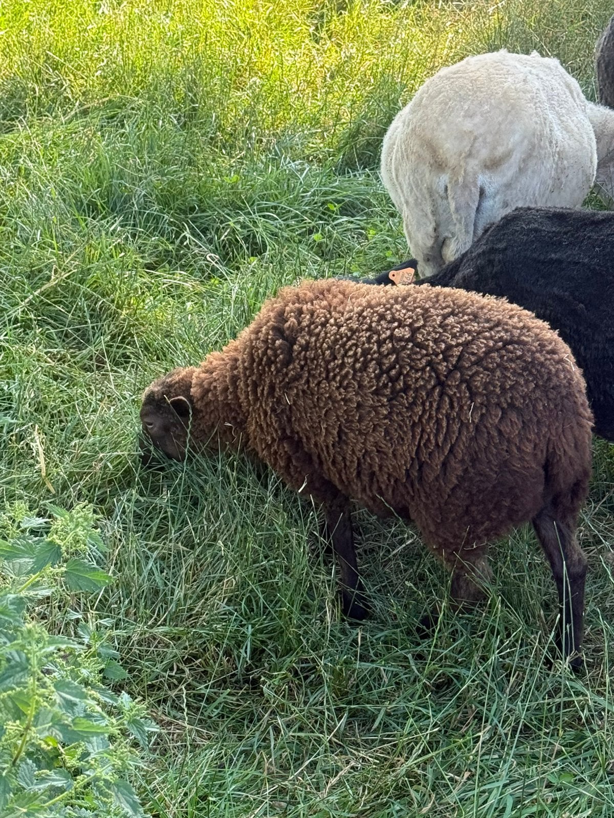 4 ouessant ooitjes te koop, Dieren en Toebehoren, Schapen, Geiten en Varkens, Vrouwelijk, Schaap, 0 tot 2 jaar