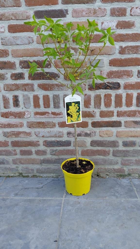 Forsythia op stam, Ophalen, Minder dan 100 cm