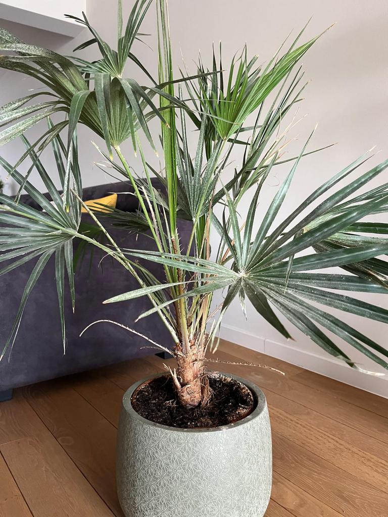 Sierpalm, Ophalen, Palm, 100 tot 150 cm
