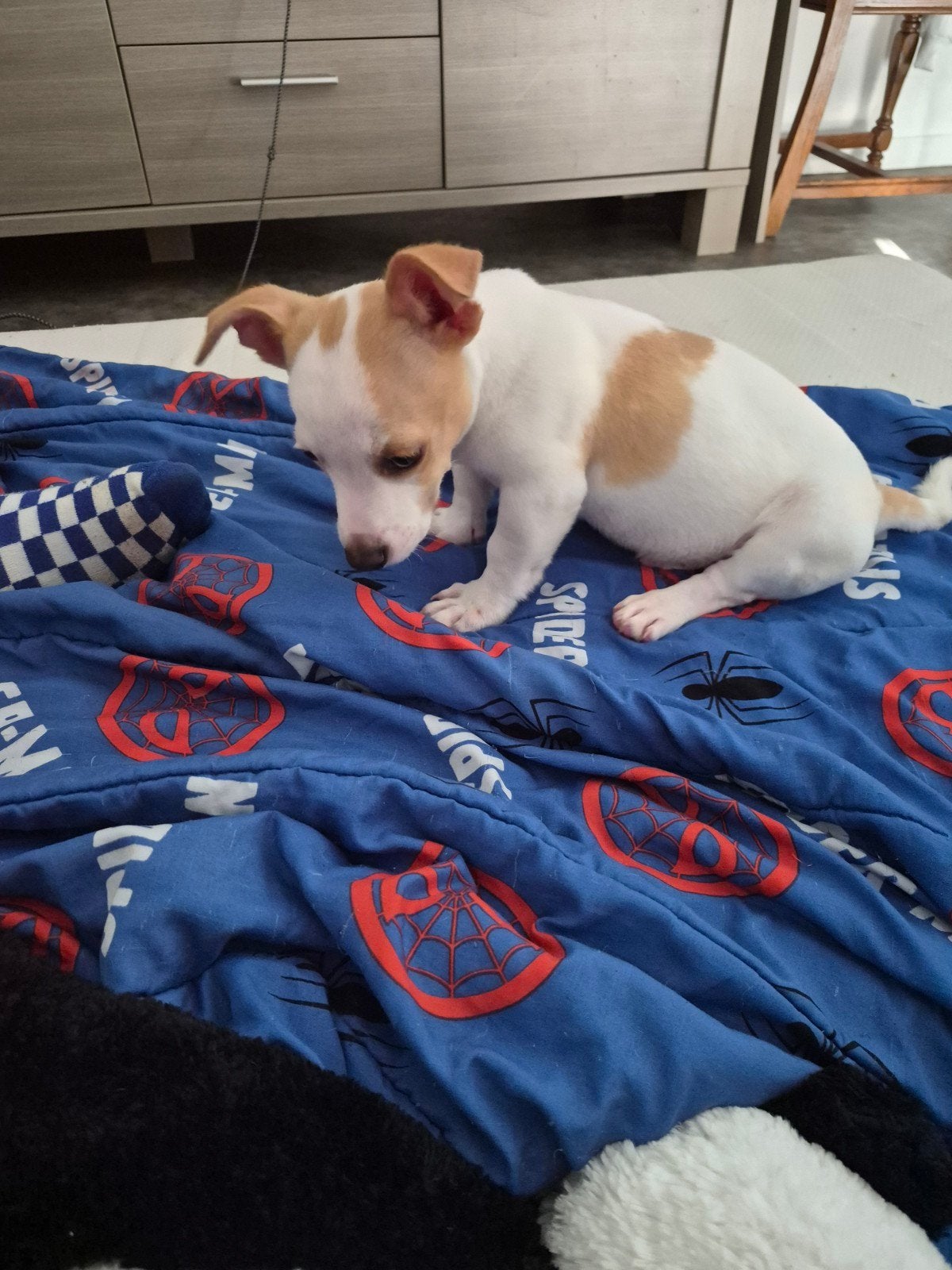 bébé chiot de 4 mois, Enlèvement