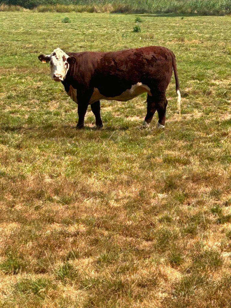 Drachtige Hereford vaarzen, Dieren en Toebehoren, Vrouwelijk, 0 tot 2 jaar
