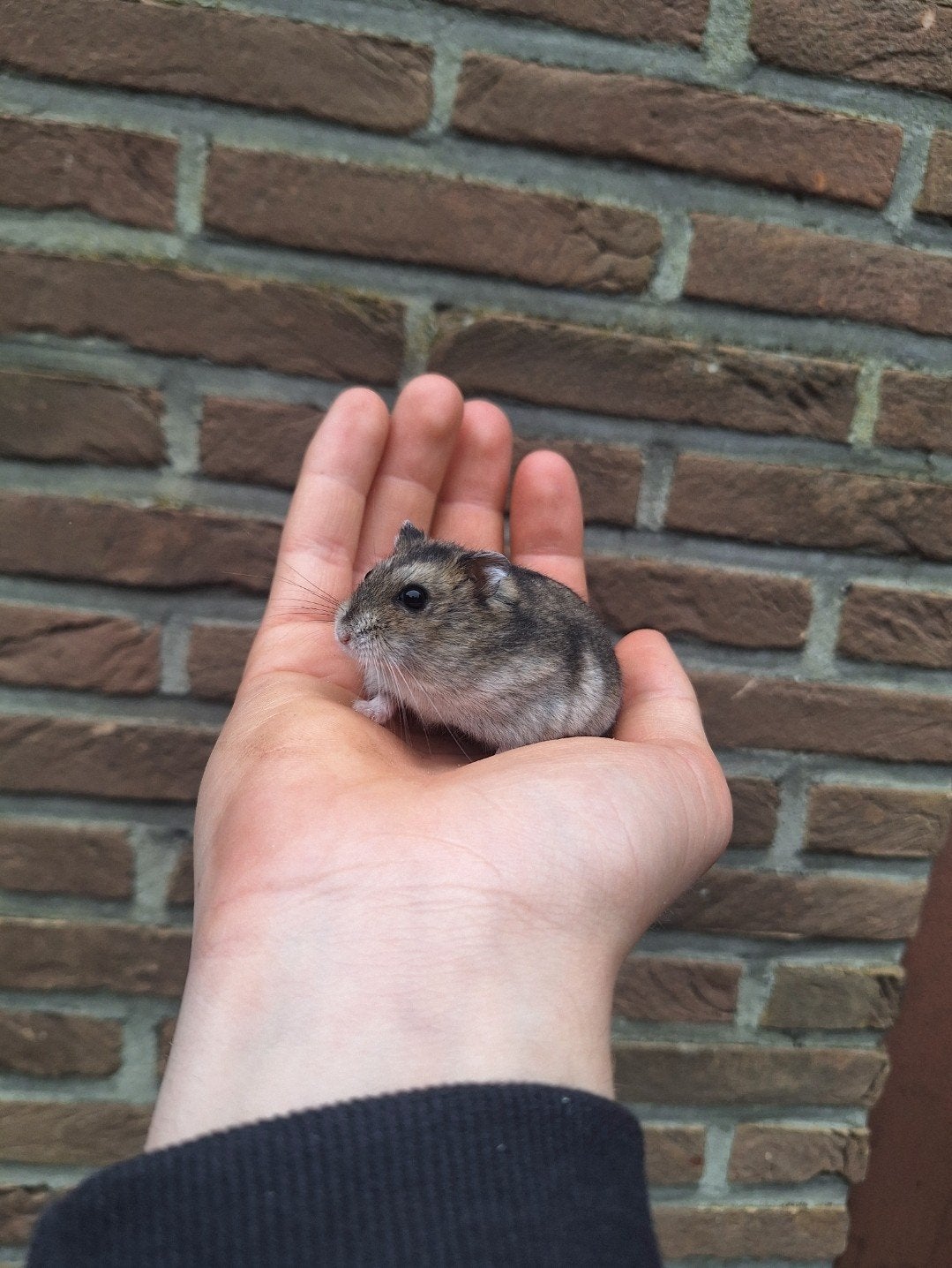 Jonge tamme russische dwerghamsters, verschillende kleuren, Dieren en Toebehoren, Mei, Hamster, Tam