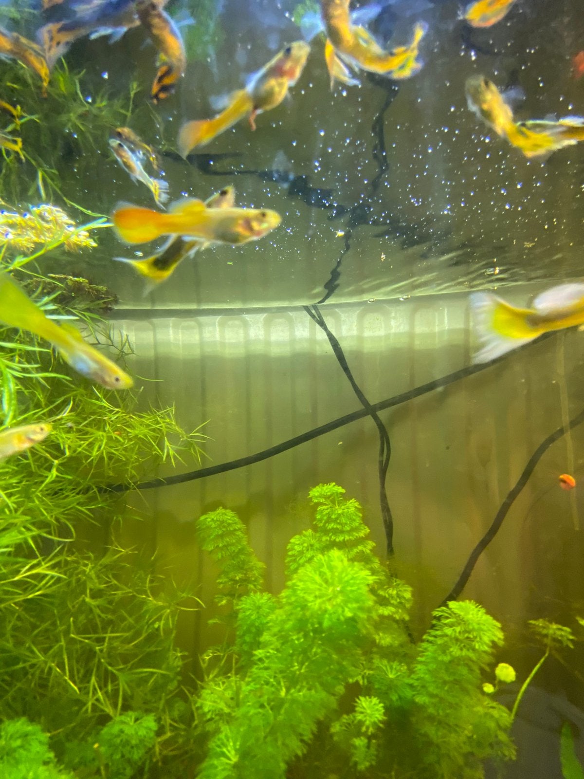 Guppy verschillende soorten, Poisson, Poisson d'eau douce, Banc de poissons