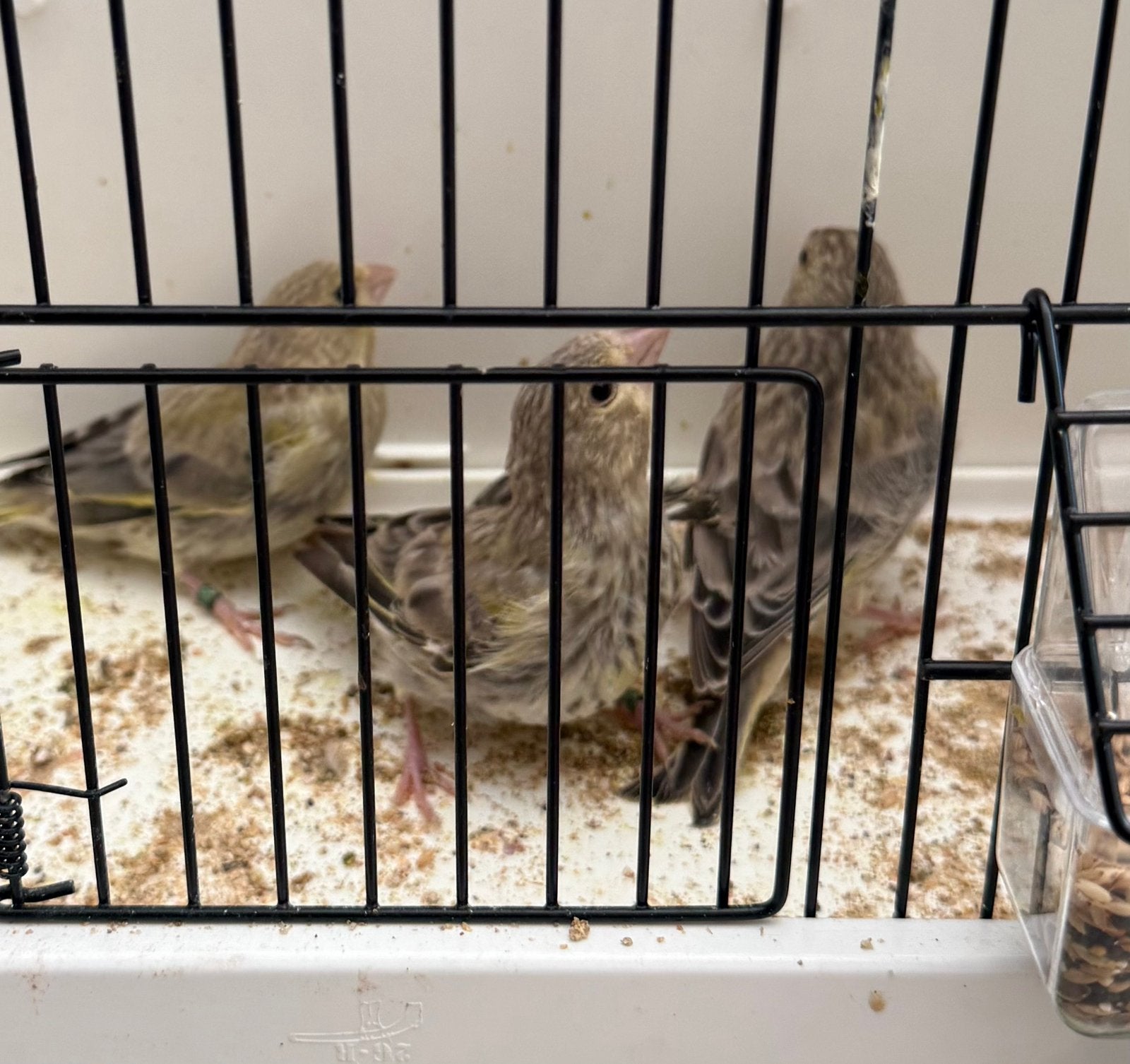 Groenlingen 3 poppen, Dieren en Toebehoren