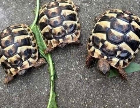 Griekse landschildpad augustus 2025 nabij E17-E40 te Gent, Dieren en Toebehoren, Schildpad, Tam, 0 tot 2 jaar