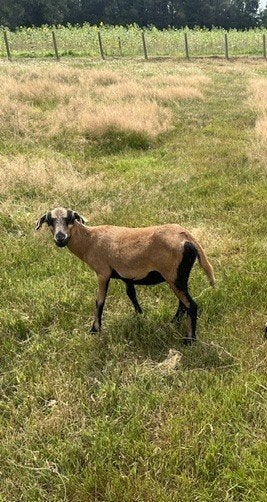 Kameroen schapen jonge ooien of ooien + lammetjes ooien, Dieren en Toebehoren, Schapen, Geiten en Varkens, Vrouwelijk, Schaap