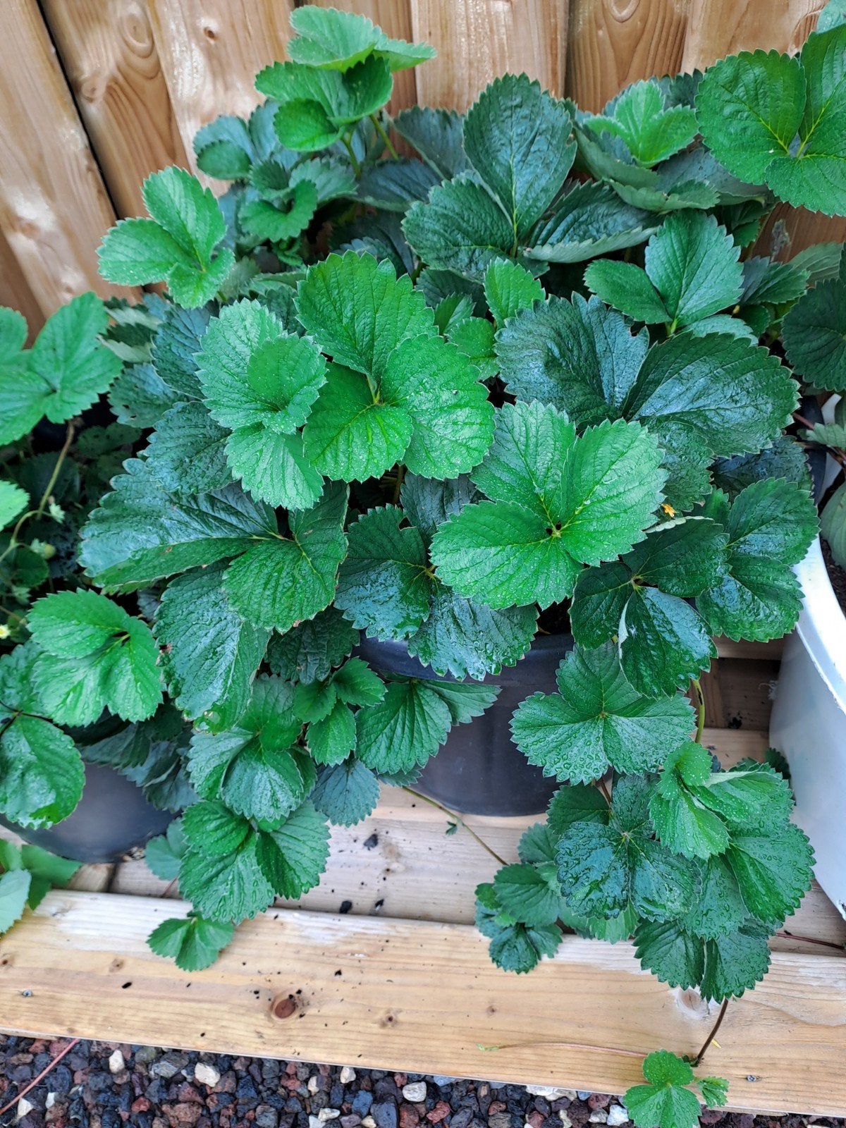 aardbeien, Tuin en Terras, Planten | Tuinplanten, Ophalen