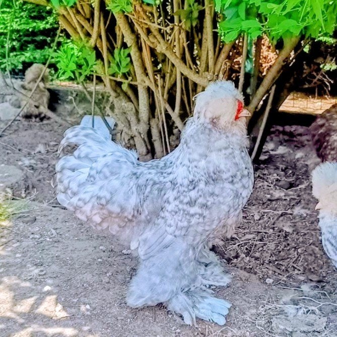 Broedeieren USA zijdehoen te koop, Dieren en Toebehoren, Pluimvee, Kip