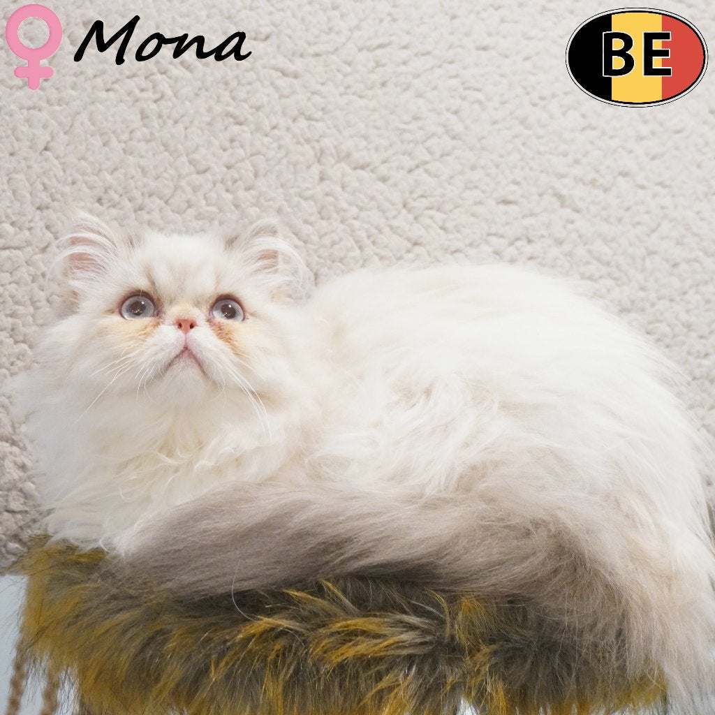 Pers kattin (Mona) Aanhankelijke kitten te koop, Poes, Gechipt, 0 tot 2 jaar