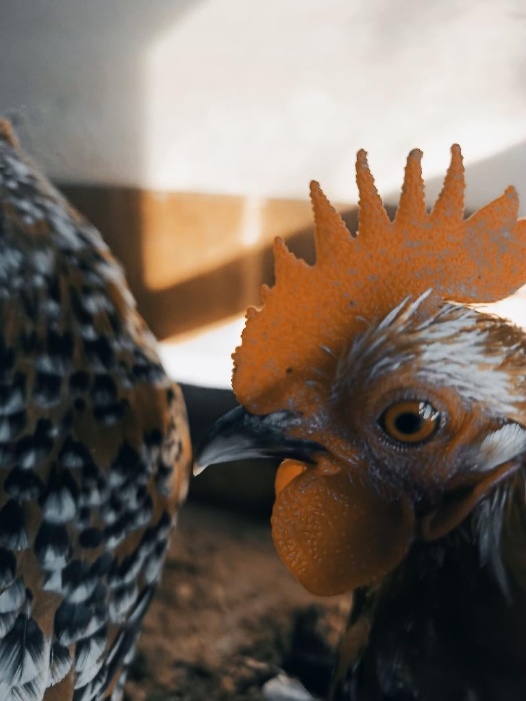 Sabelpootkriel haan, Dieren en Toebehoren, Pluimvee, Mannelijk, Kip