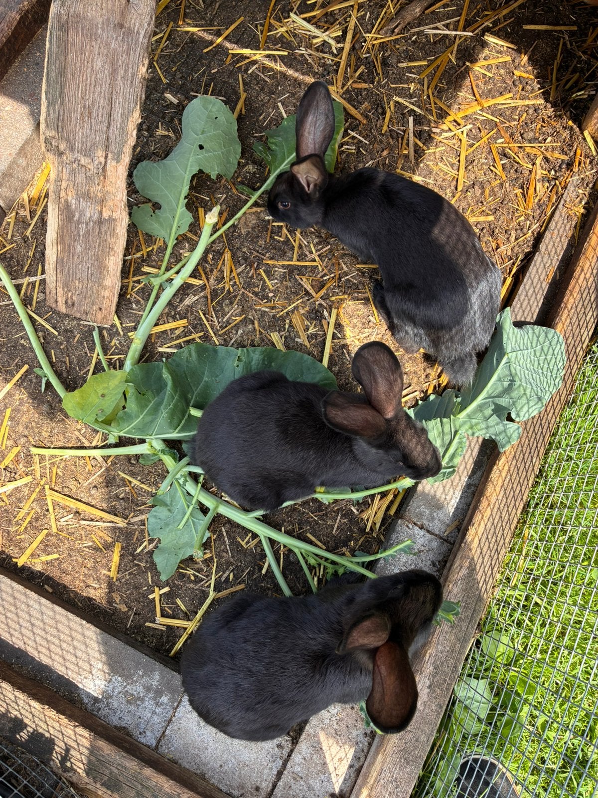 Jonge konijnen, Grand, 0 à 2 ans