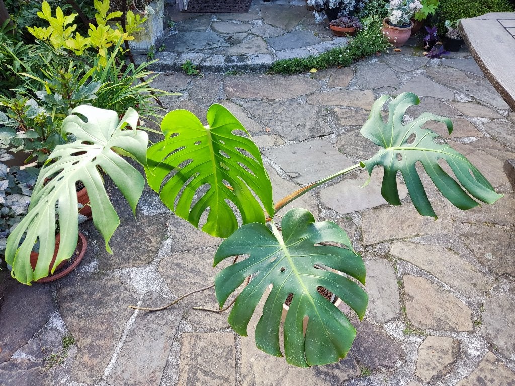 Monstera, Huis en Inrichting, Kamerplanten, Ophalen