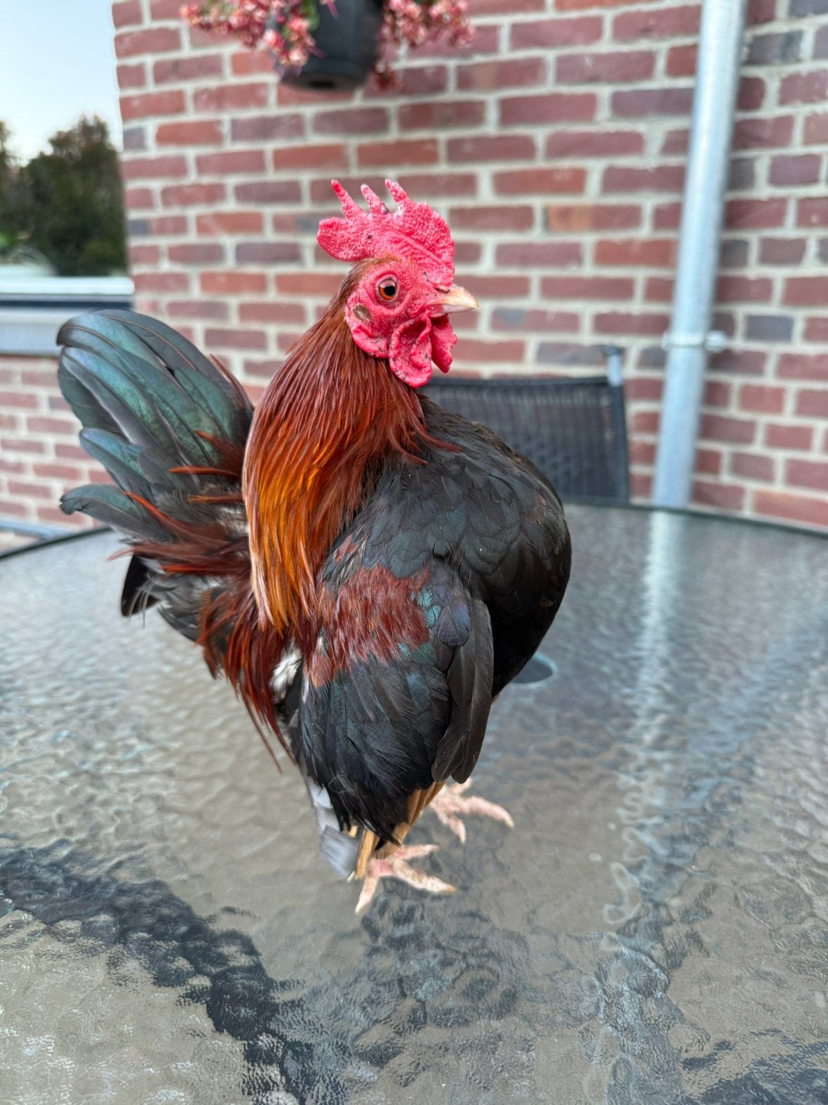 Pure race d'Ayam Serama, taille A à C, Animaux & Accessoires, Volatiles, Mâle, Poule ou poulet