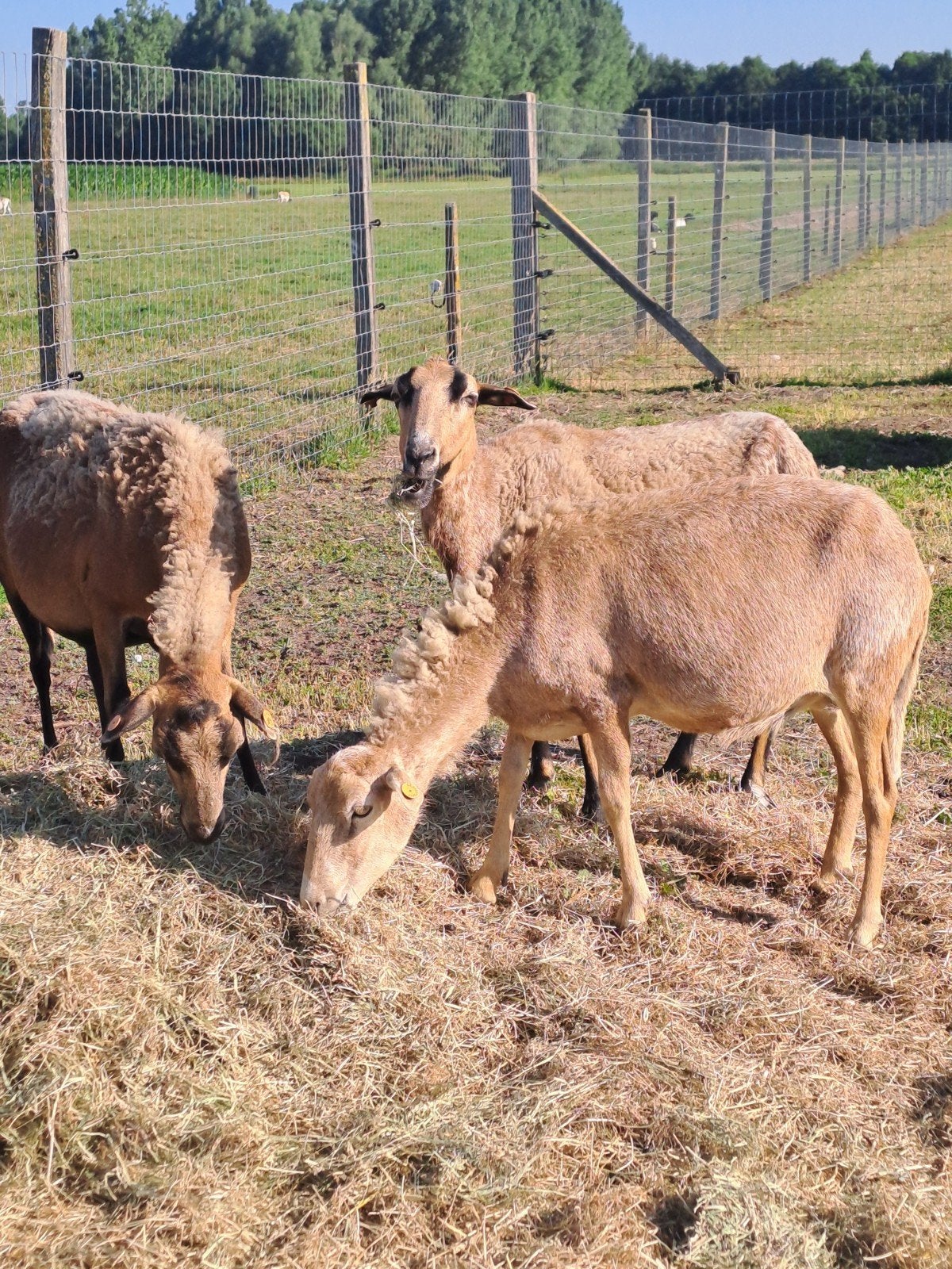 Zelfruiende ooien, Mouton