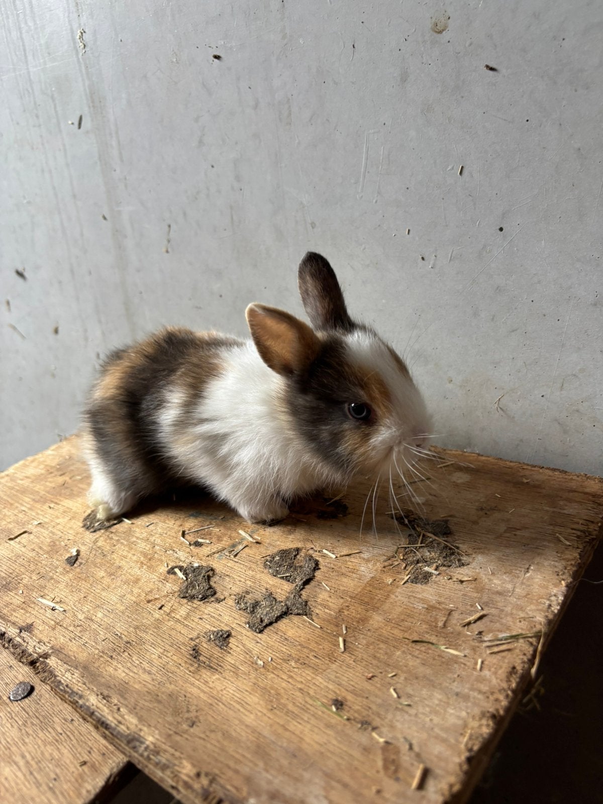 Kleine dwergkonijntjes, Dieren en Toebehoren, Konijnen, Meerdere dieren, Dwerg, 0 tot 2 jaar