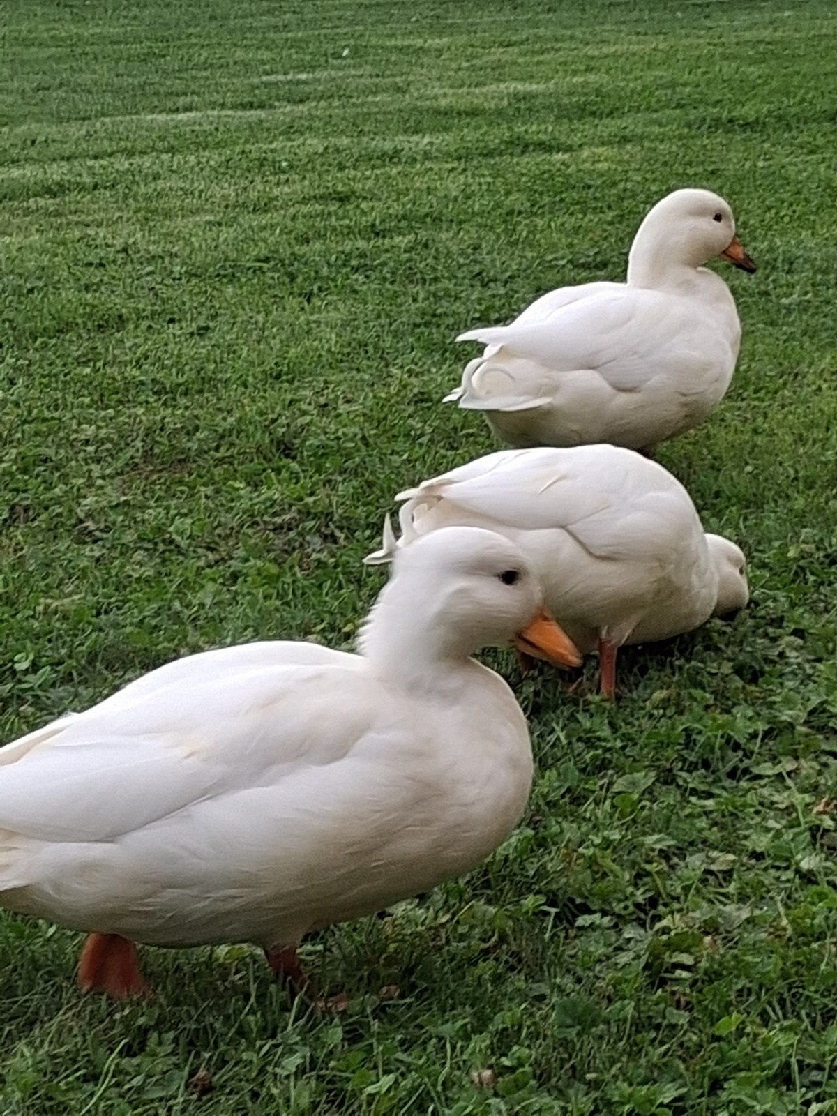 Hollandse kwakers, Dieren en Toebehoren