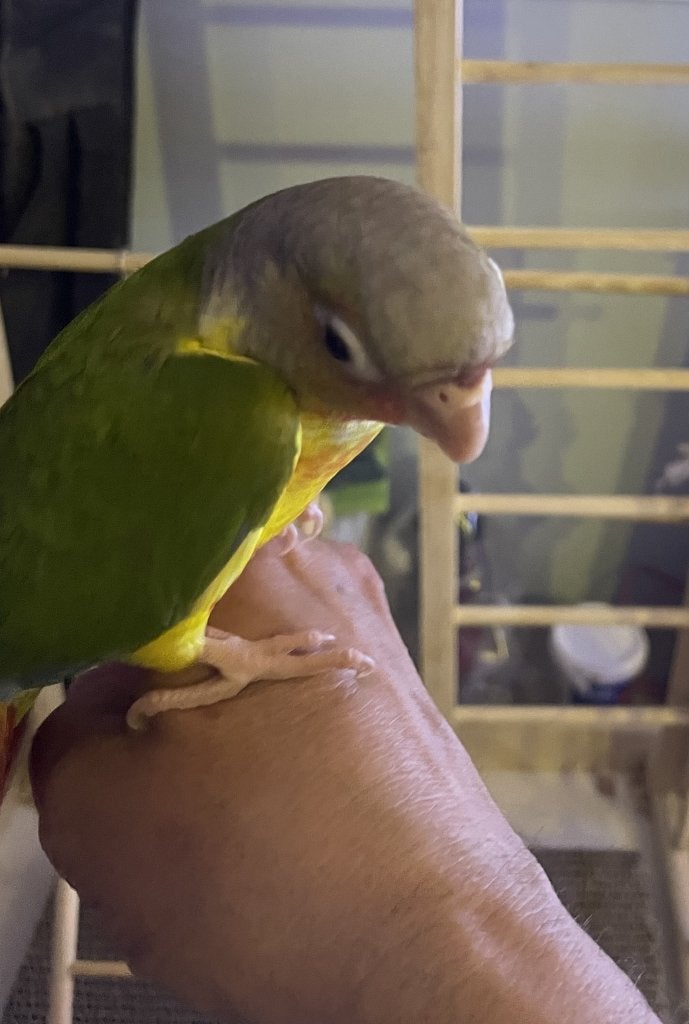 Leuke en heel handtamme Pyrrhura, Dieren en Toebehoren, Geslacht onbekend, Parkiet, Tam