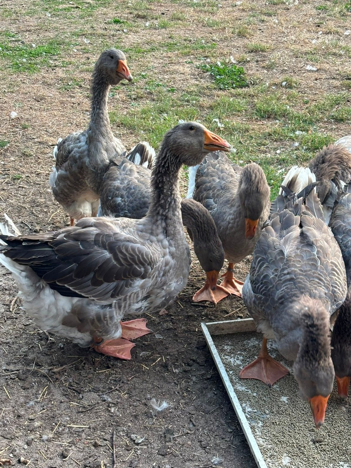 echte toulouse gansen, Oie ou Cygne