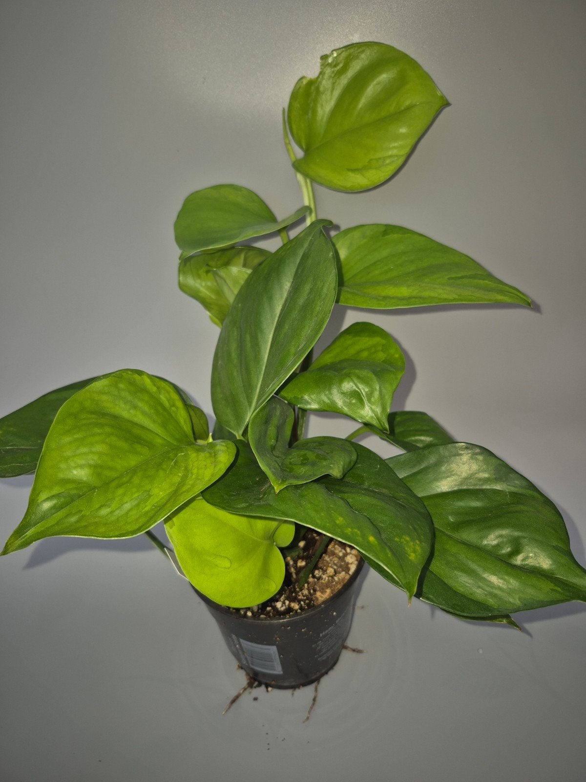 Epipremnum global green, Huis en Inrichting, Kamerplanten, Ophalen of Verzenden