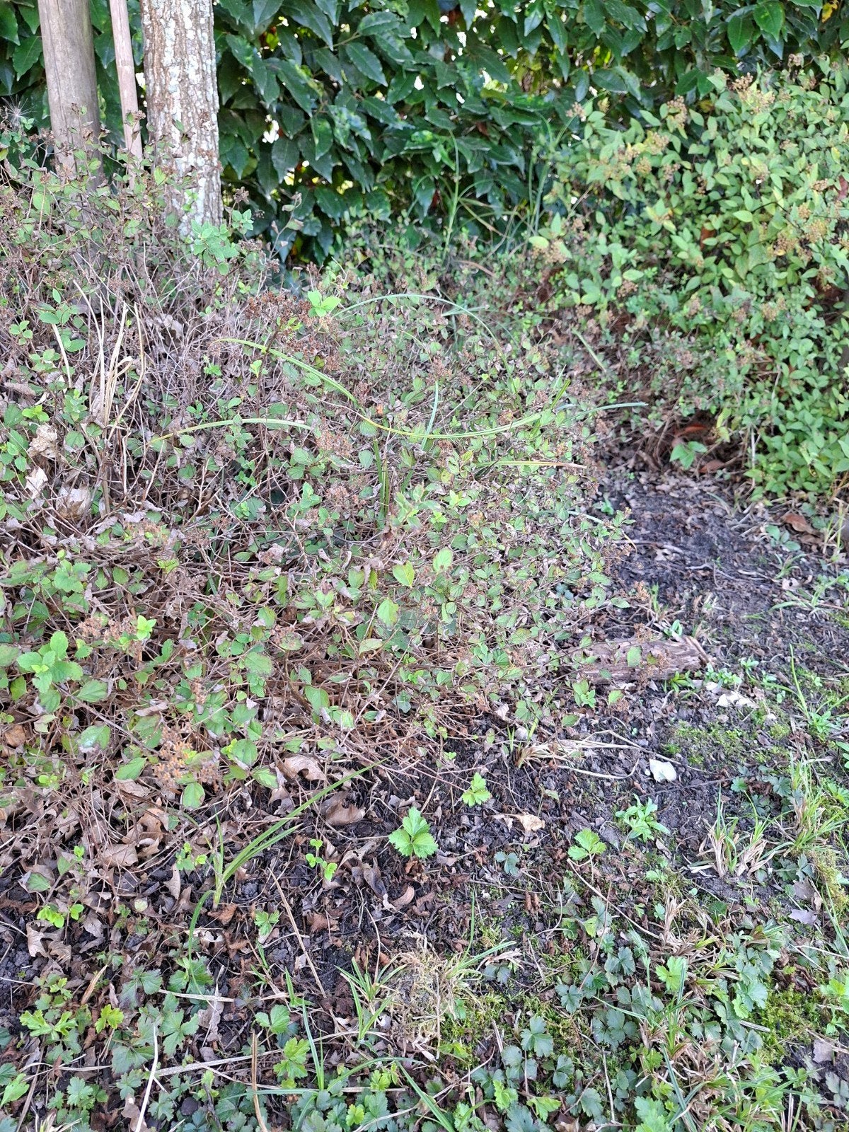 parelstruik, Ophalen, Overige soorten, Struik, Minder dan 100 cm